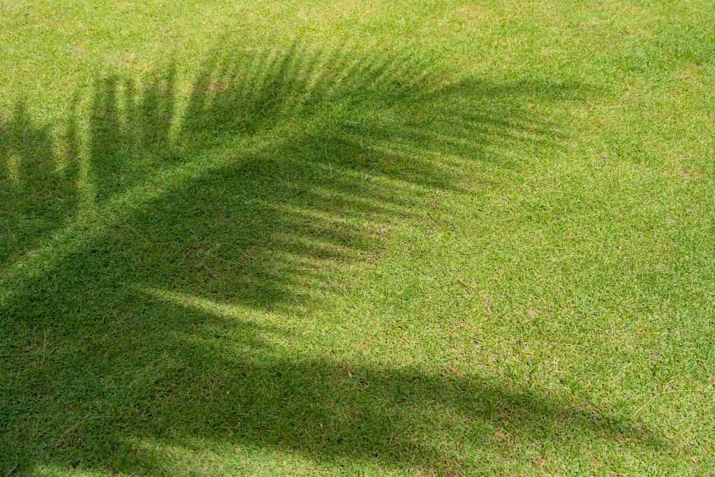 fresh green grass field in garden with shadow of coconut palm tree leaves in sunny day